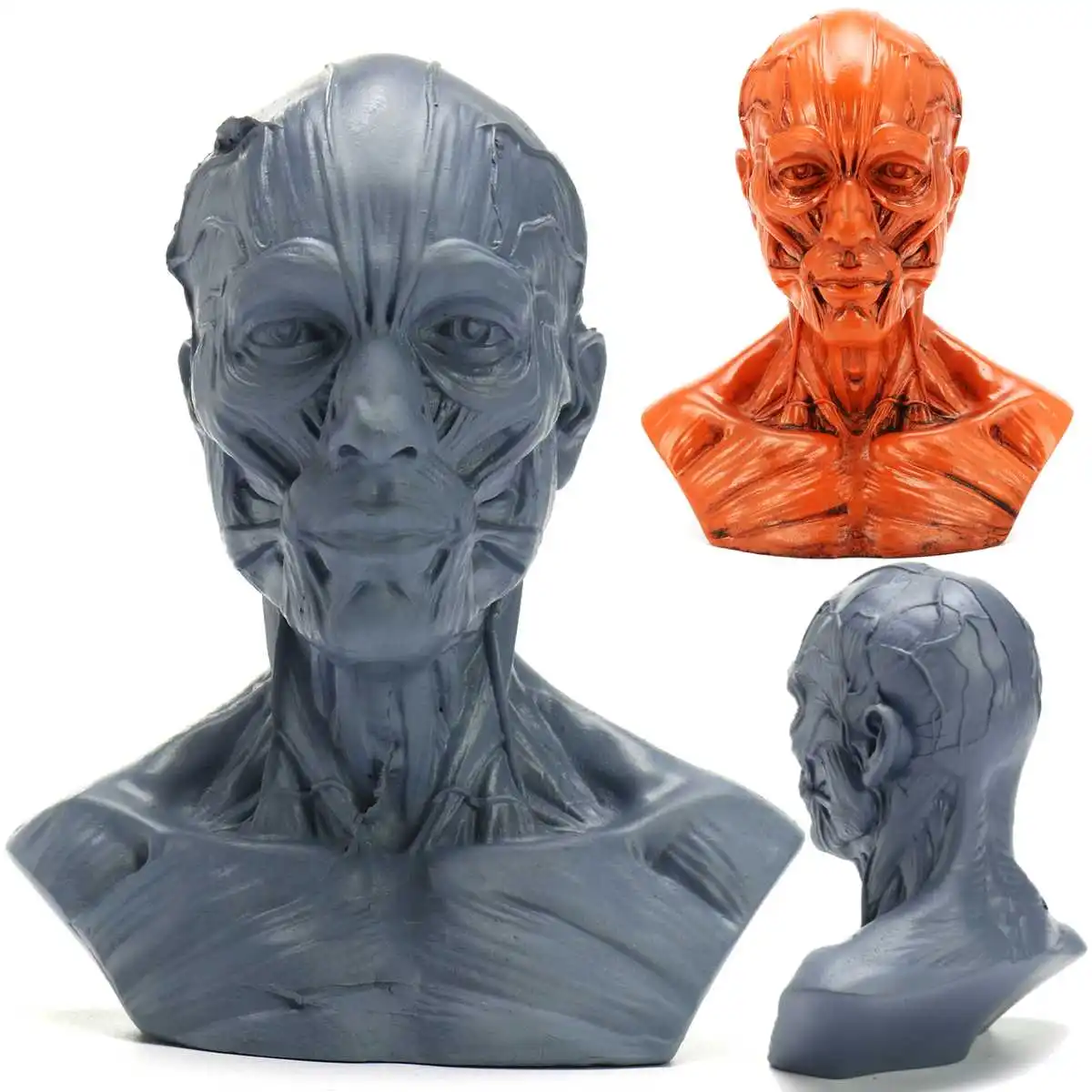 

4 Inch 10cm Human Anatomical Anatomy Skull Head Muscle Bone Model School Educational Medical Science Teaching Model 2 Colors New