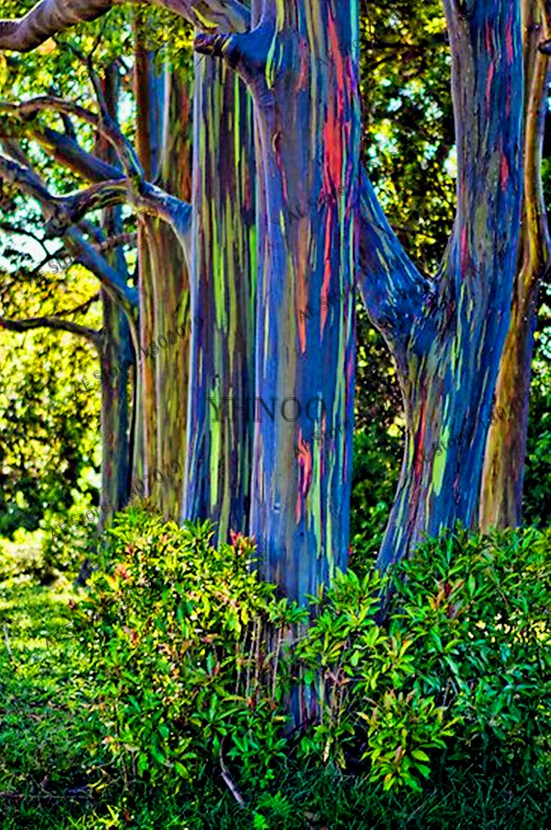 100pcs Rainbow Eucalyptus Deglupta Bonsai Showy Tropical Tree Plants