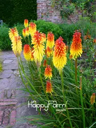 Акция! 100 шт/партия Kniphofia бонсай из цветов Красные горячие Покемоны-растения так довольно длинный бломминг огненный hued лампа "цветы", # BB30SR