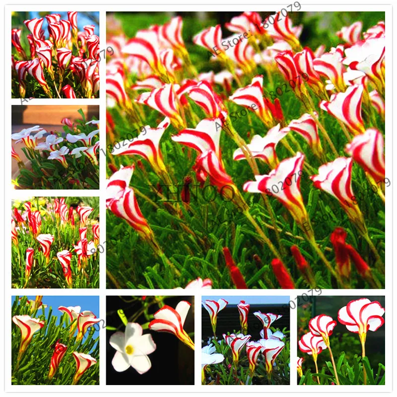 

Oxalis versicolor flowers Bonsai,easy to grow,Rare Flowers Plants,potted plant For home courtyard,planting Flowers,100pcs