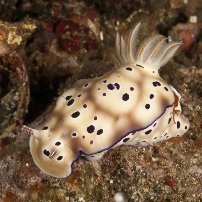 Chromodoris kunei nudibranch с оранжевым императором креветки на спине плакат печать (34x22) | Дом