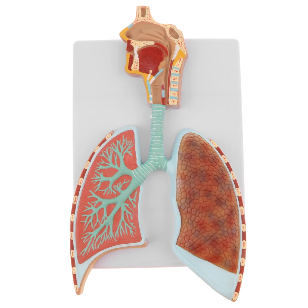Образовательная анатомическая обучающая Модель-дыхательная система человека с увеличенной альвеолярной моделью лабораторные принадлежности