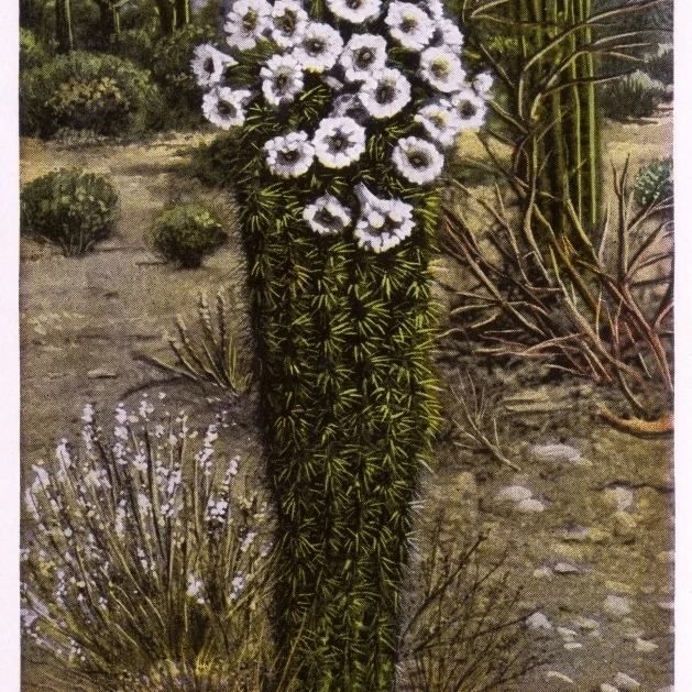 Cacto gigante (Sahuaro) Em Flor Arizona Eua Impressão Por Mary Evans  Grenville Collins Coleção Cartão Postal|Placas e avisos| - AliExpress