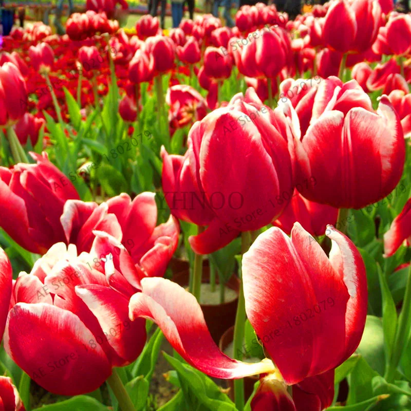 

Sale!Wholesale 120pcs/lot Tulip bonsai Flowers Wedding Home Decorative Flowers Home Decoration Tulip Flower,#6G8JE8