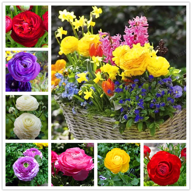 2018 HOT 100PCS/bag Ranunculus asiaticus Flower bonsai For