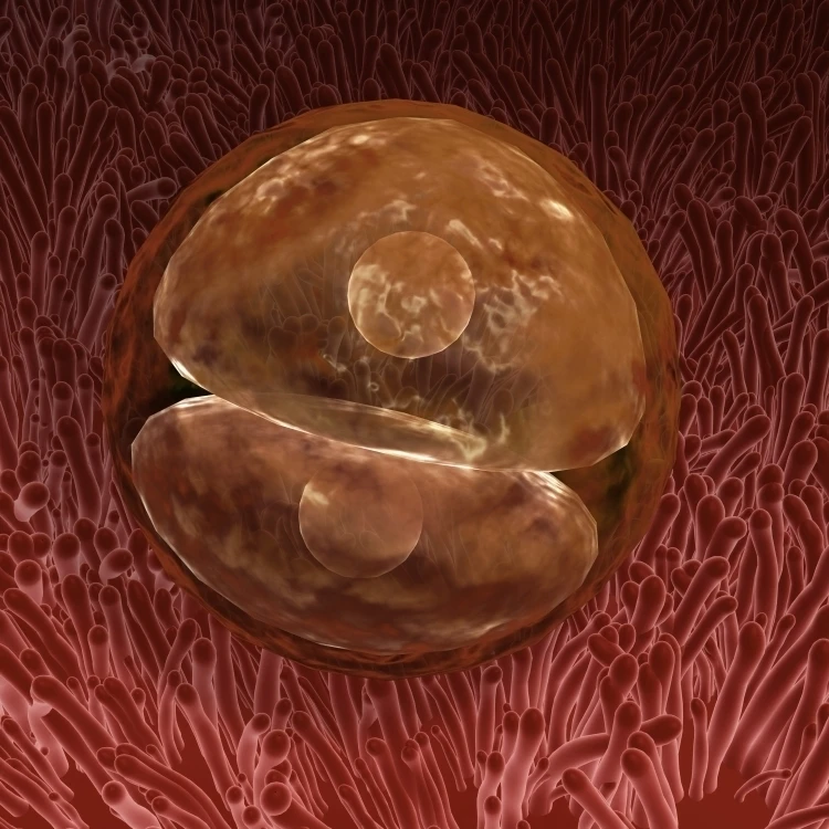 Разработка Zygote 24-36 часов после оплодотворения плакат печать (32x24) | Дом и сад