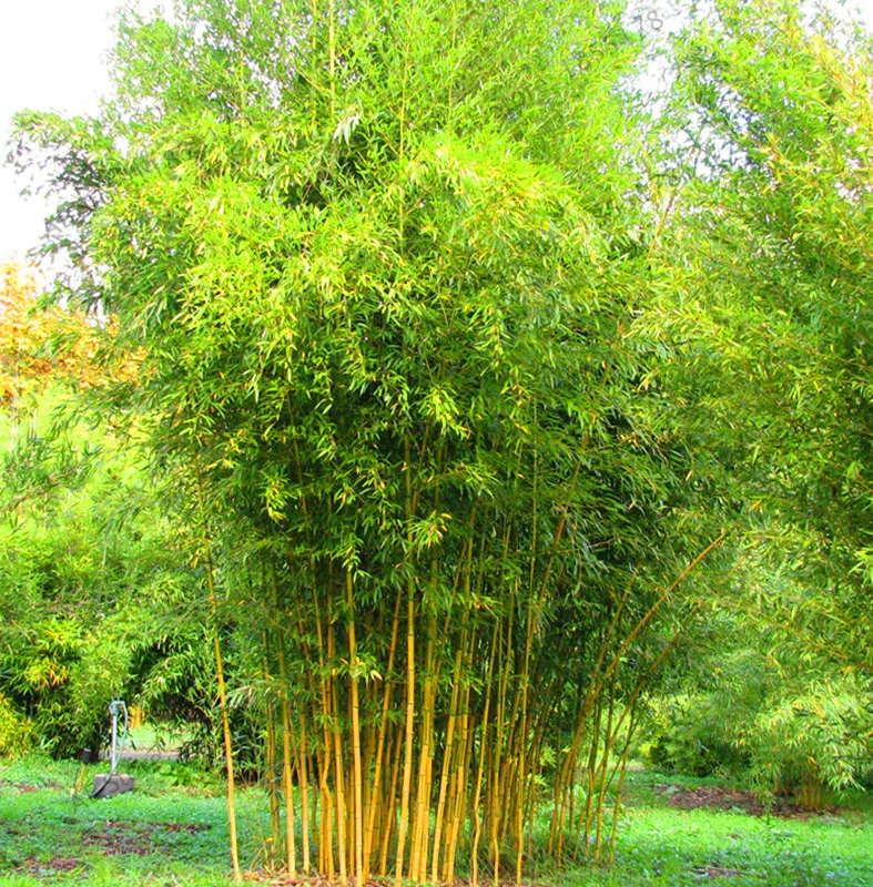 Большая распродажа! 20 шт карликовый бамбук в горшке Phyllostachys Pubescens редкие