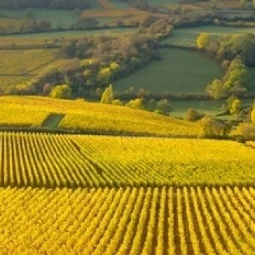 Осеннее утро в Pouilly Fuiss виноградники плакат печать Лиза С. Энгельбрехт (36x24)| |