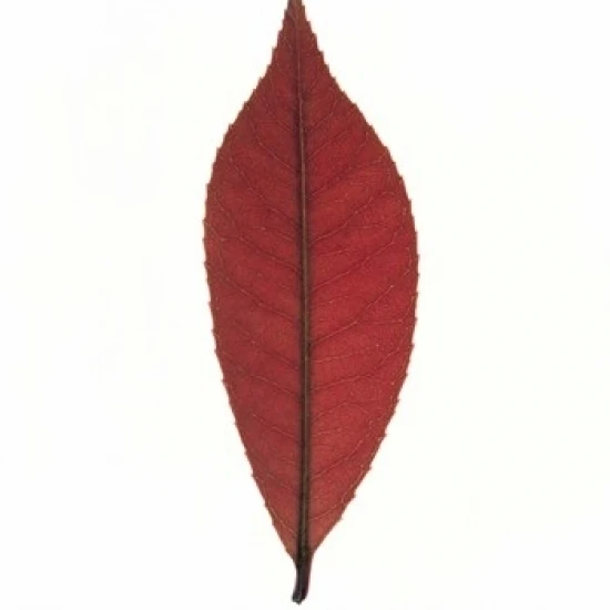 Close up of red leaf on white Poster Print by Panoramic Images (13 x 16) | Дом и сад