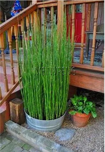 Promotion!20 mini moso Bamboo bonsai bamboo bonsai garden plant potted balcony budding rate of 90% DIY for home garden plan