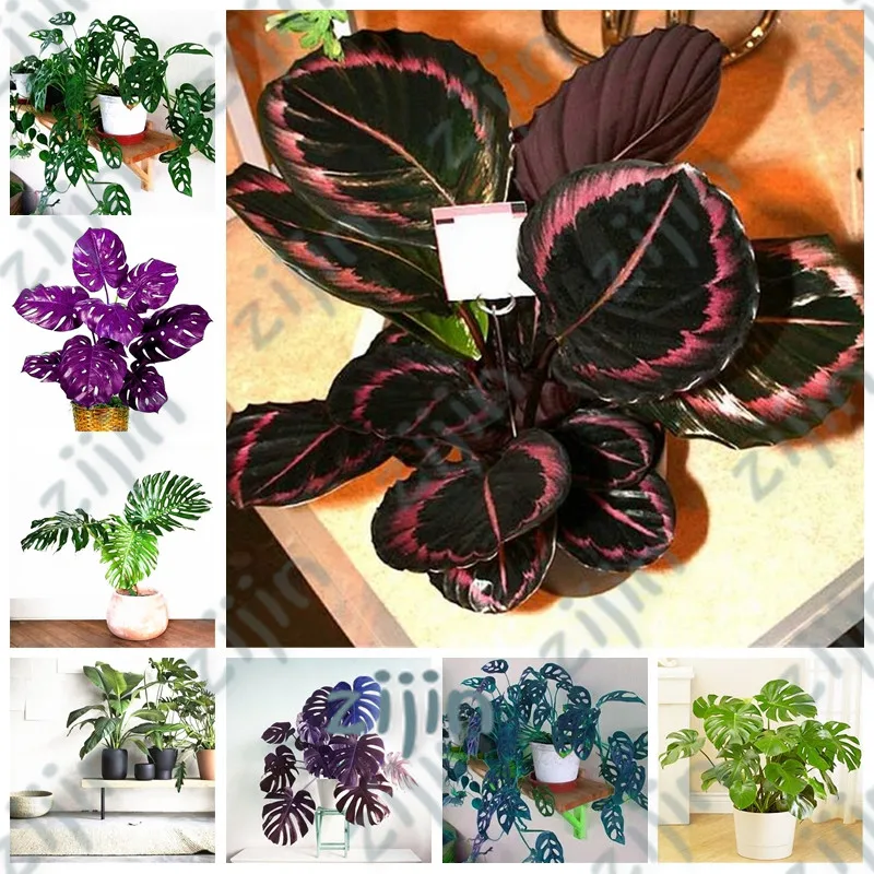 

100Pcs/ bag Colorful Palm Turtle Leaves Bonsai Indoor Monstera Potted Plant Tree Mixed Home Garden Perennial Foliage Plants