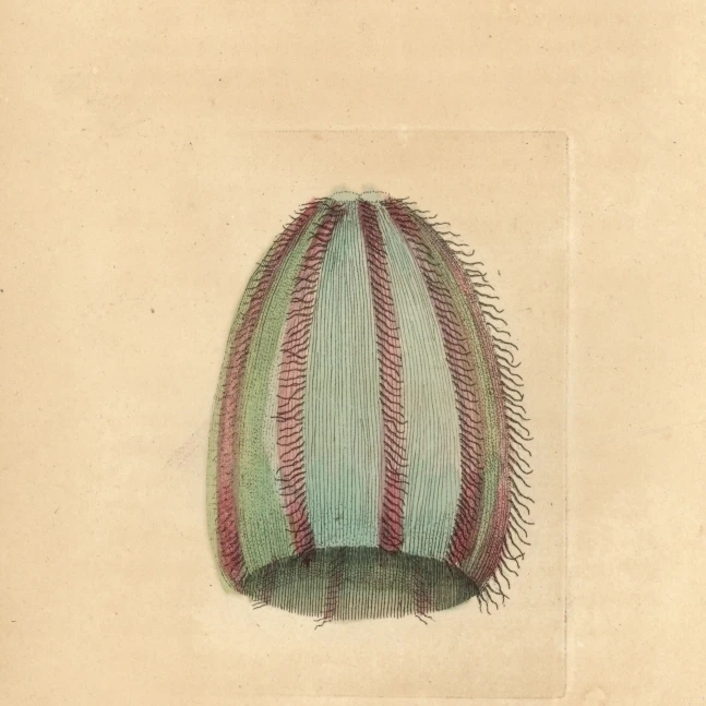 Воронка Медуза Infundibulum плакат печать Florilegius Mary Evans (18X24)|Таблички и знаки| |