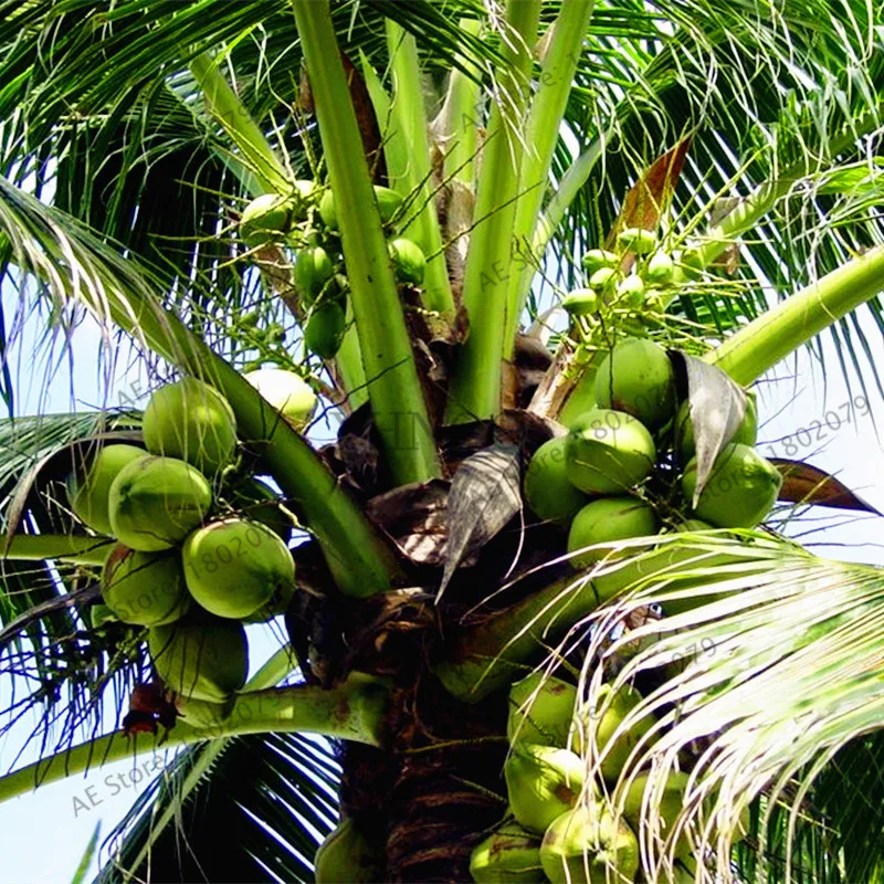 10 Pcs Coconut Tree Bonsai Tropical High Nutrition Juicy Fruit