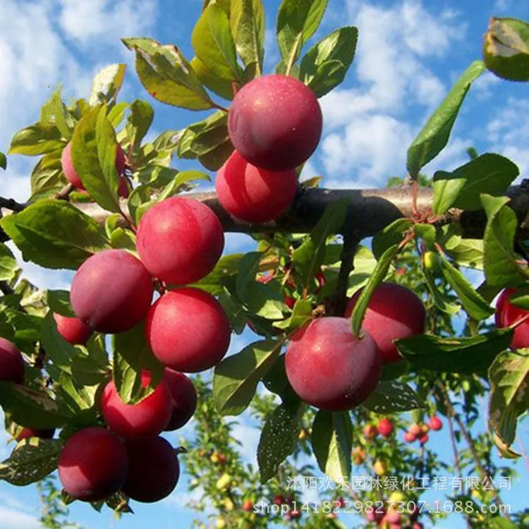 

Southern varieties of potted plum fruit wholesale fruit plum bonsai maturing three Chinese Li Zaiji to direct 5pcs