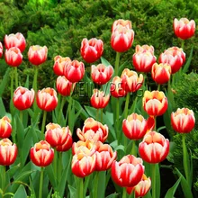 Срок-лимит! тюльпан бонсай, не луковицы тюльпанов, гидропонное бонсай цветок тюльпан бонсай, садовые украшения бонсай цветочное растение, 120 Флорес