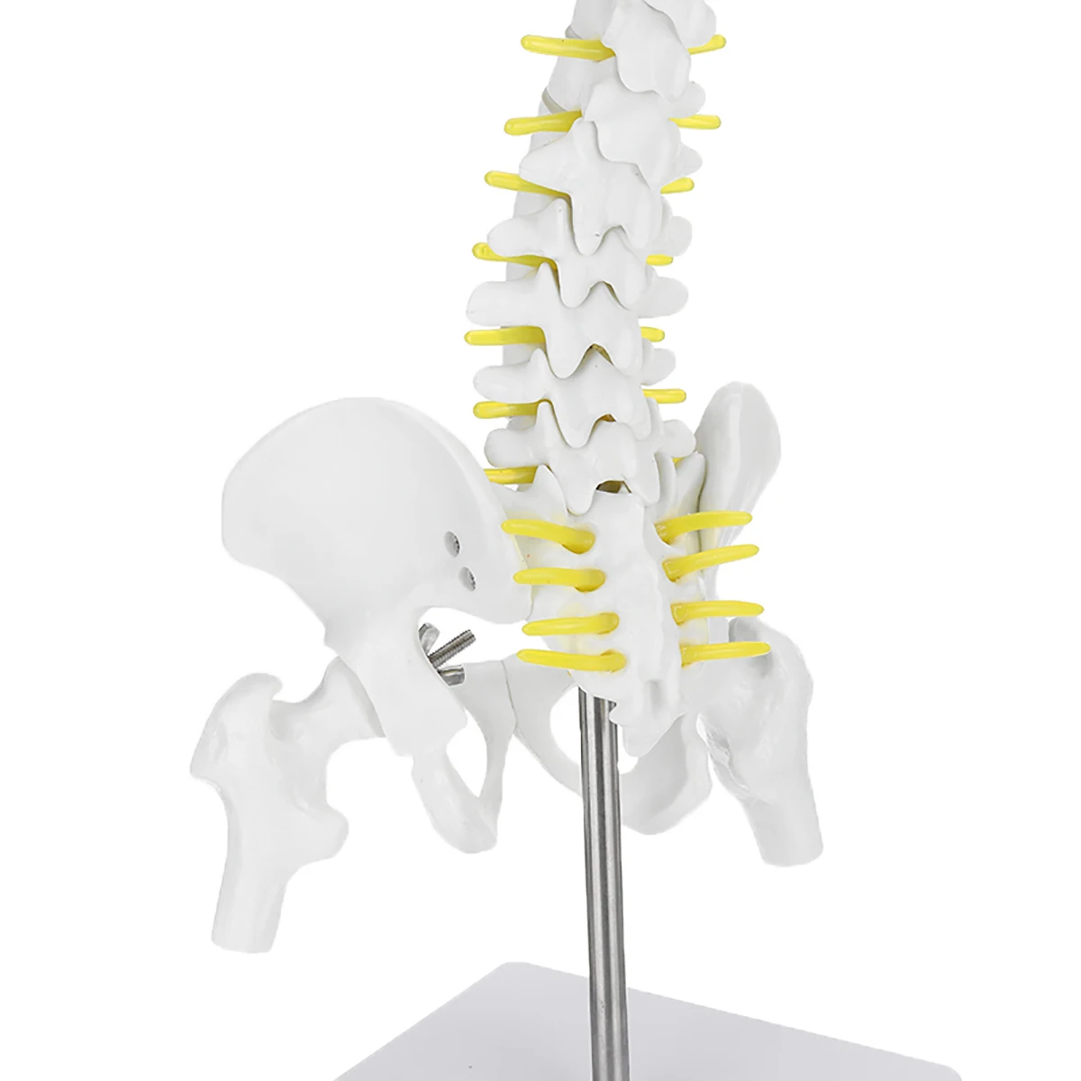 Используется для массажа, йоги и т. Д. 45 см Гибкий 1:1 взрослый Поясничный изгиб позвоночника модель человека скелет модель с спинного диска таза модель