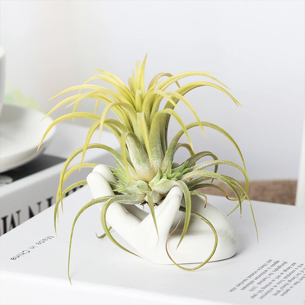 

Porcelain Ceramic Air Plants Tillandsia Hand Holder Desk Dector Home Decoration Garden Ornaments