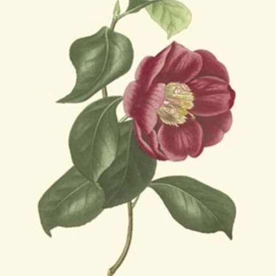 Camellia Blooms II плакат печать J. Jung (10x13) | Дом и сад