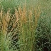 Close Up De Plume Roseau Herbe Calamagrostis X Acutiflora Affiche Imprimer 36x12 Aliexpress