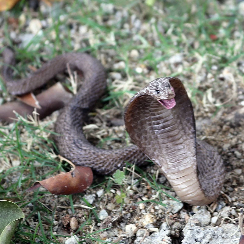 Моделирование фигурки рептилий змея кобра амфибия очки Kingsnake модель игрушка украшения