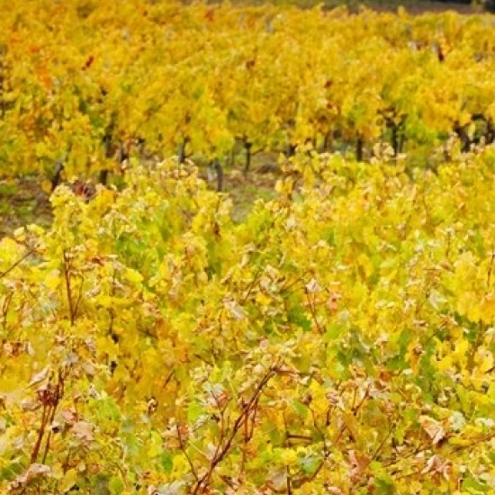 Vineyards in autumn Montagne Gironde Aquitaine France Poster Print by Panoramic Images (24 x 36) | Дом и сад