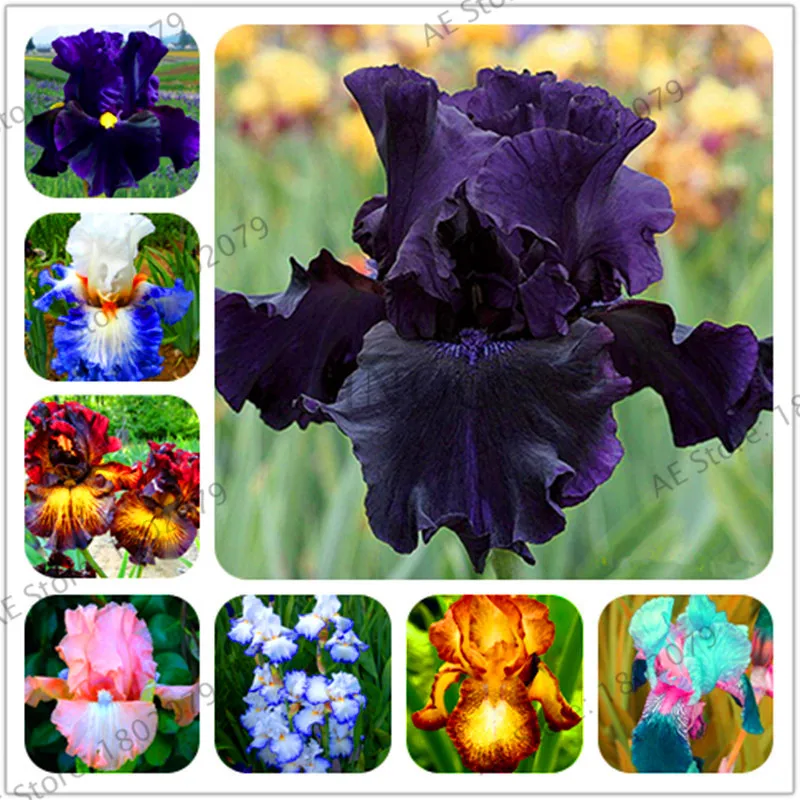 

New 2018!50 pcs Bonsai Iris Flower Perennia Flower garden Rare Flower flores bearded iris plantas, Nature plants Orchid flower