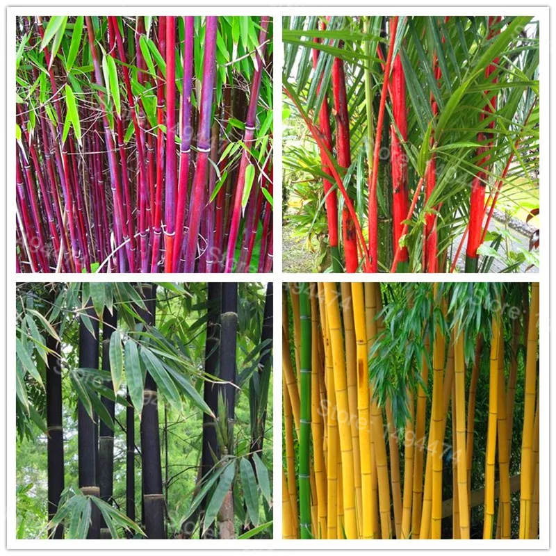 

Mix colors Bamboo Plantas,Fresh Giant Moso Bamboo floresling,bonsai tree Plants,Phyllostachys aureosulcata Home Garden 10 Pieces