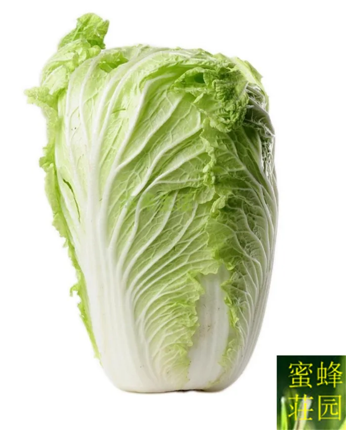 

Cabbage bonsais yellow buds white pepper cabbage bonsais about 500 bonsais