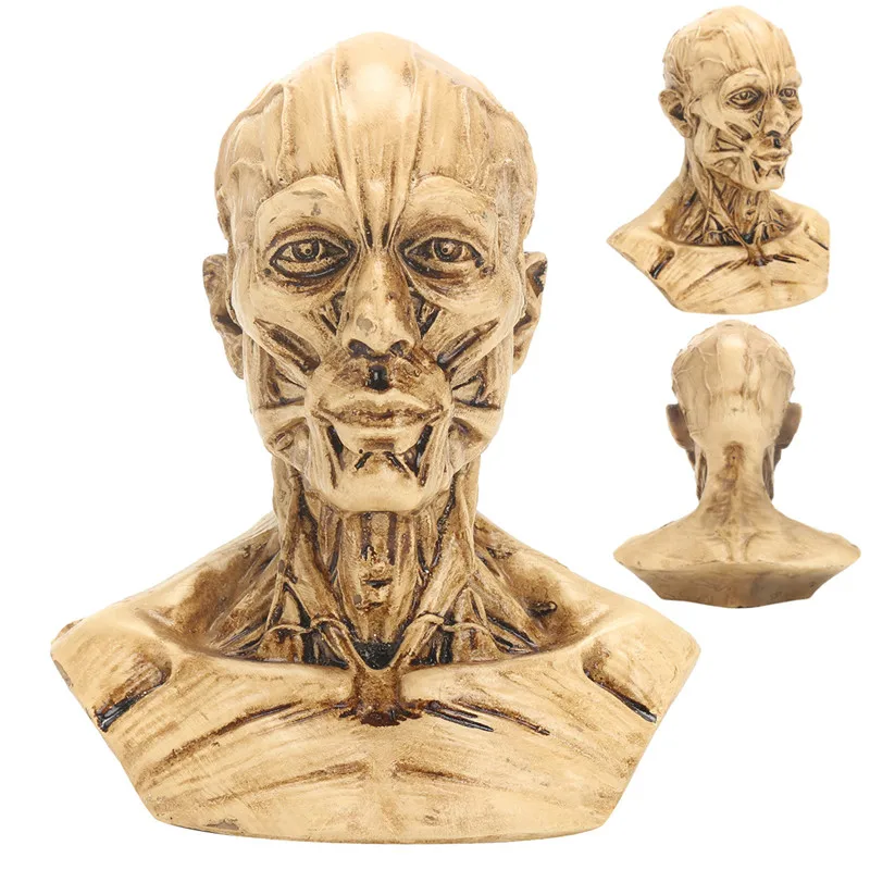 Medical Artist Drawing Study-10cm Human Model Anatomy Skull Head Muscle Bone