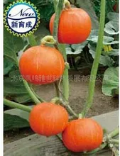 Garden Supplies