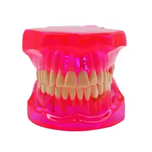 1 шт. зубные зубы полости рта обучающая модель зубные болезни зубов Модель имплантации Съемная обучение инструменты оборудование