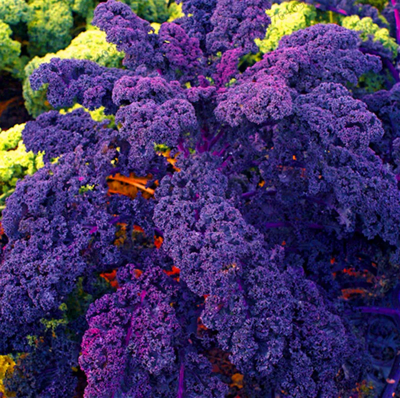 

Promotion!100PCS Organic Purple Scarlet Kale Plant, 1 Professional Pack, Heirloom Garden Vegetables Bonsai Rare easy to grow,#X