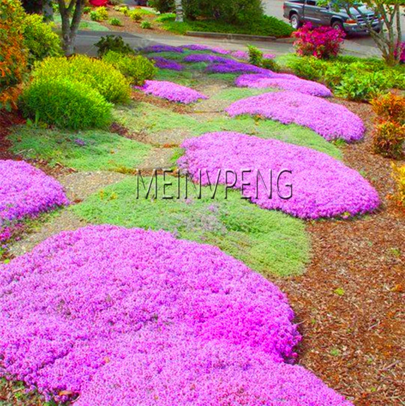 Big Promotion!100 pcs/bag Creeping Thyme Bonsai or Multi-color ROCK CRESS Plant - Perennial flower Garden Ground cover flower g Big Promotion!100 pcs/bag Creeping Thyme Bonsai or Multi-color ROCK CRESS Plant - Perennial flower Garden Ground cover flower g