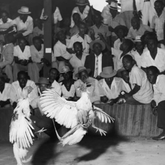 Large group of people watching cock fighting Haiti Poster Print (18 x 24) | Дом и сад