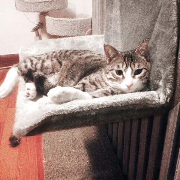 Extraíble para mascotas hamaca gato cama silla colganteCamas y esteras