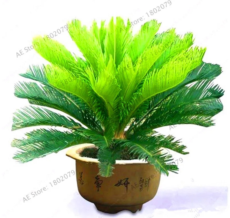 

Big Sale!1pcs/bag Cycas Plants, Sago Palm Tree Plantas.bonsai flower gardenling,the budding rate 97% rare potted plant for home