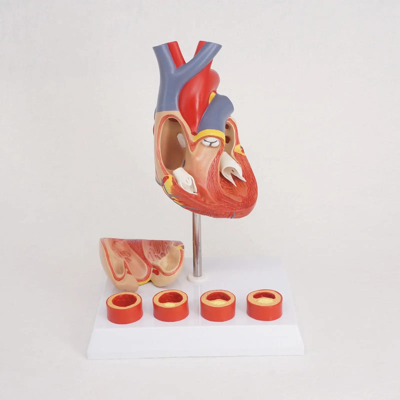 Life Size Human Heart Anatomy Model With 4 Stage Vascular Mounted on White Base Cardiac Teaching Resources | Канцтовары для офиса