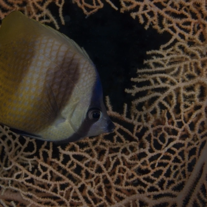 Клейн's butterflyfish swmming in Fiji плакат печать (34x22) | Дом и сад