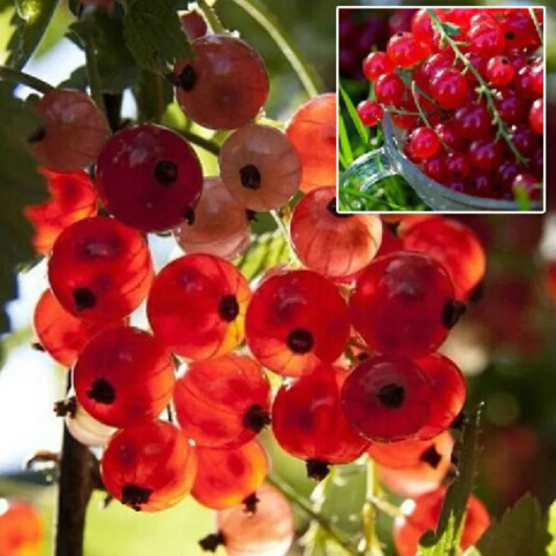 Panci Tanaman Buah Kismis Merah Lentera Bonsai Gooseberry Amerika Buah 5 Bonsai Lot Aliexpress