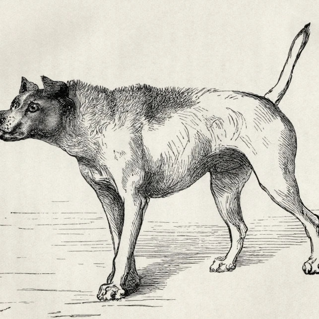 Dog Approaching Another With Hostile Intentions Illustration By Mr Riviere From The Book Expression Of Emot | Дом и сад