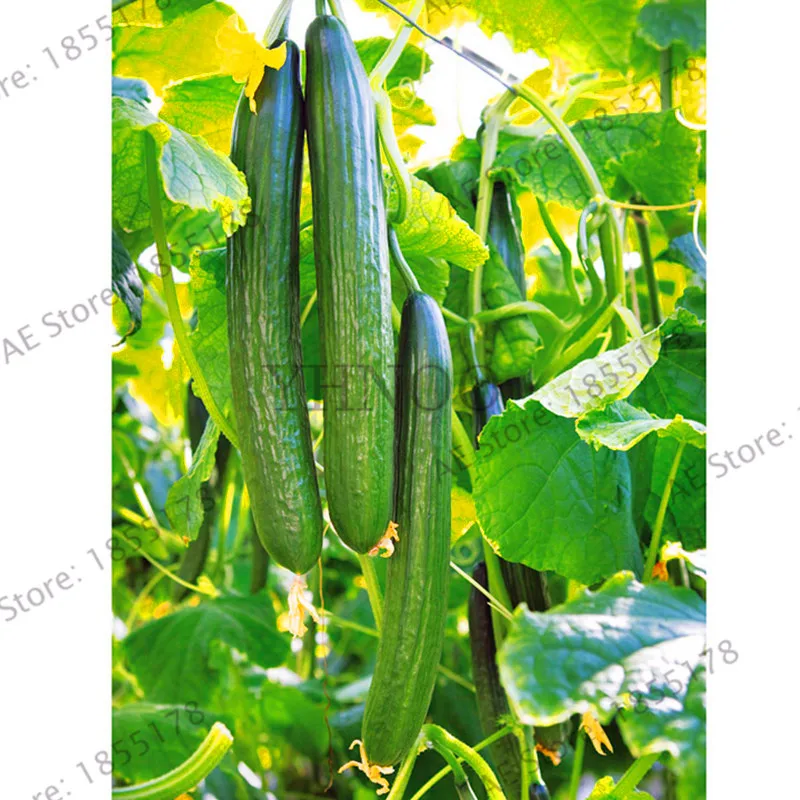 

Promotion!100pcs/bag Long cucumber Bonsai,Chinese cucumb Organic vegetable Plant Rare Fruit cucumbe Plantas for home garden,#C3