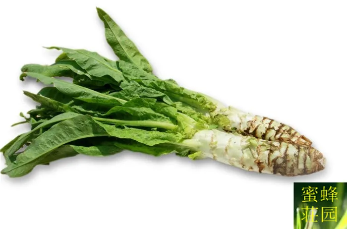 

Hot lettuce bonsais green shoots stem with lettuce bonsais lettuce vegetable bonsais 100pcs