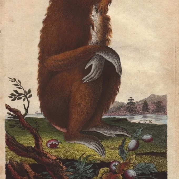 Mandrill Mandrillus Sphinx Poster Print By Florilegius Mary Evans (18 X 24) | Дом и сад