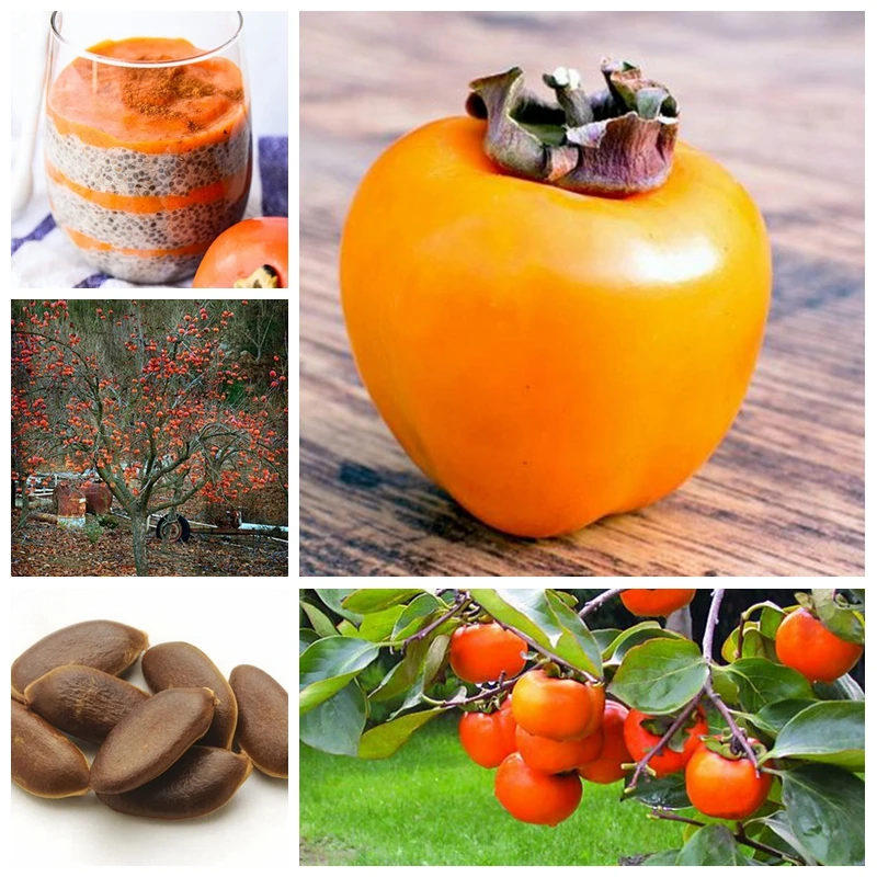 

10 pcs/ bag Exotic Persimmon Fruit Tree Outdoor Non-GMO Juicy Bonsai Potted Diospyros Kaki fruta Planta Home Garden