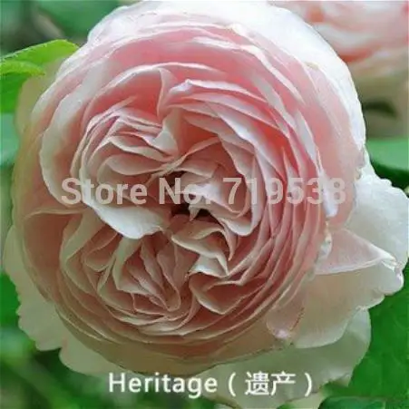 

Heritage Rose bud super lemon flavor 100 flower bonsai