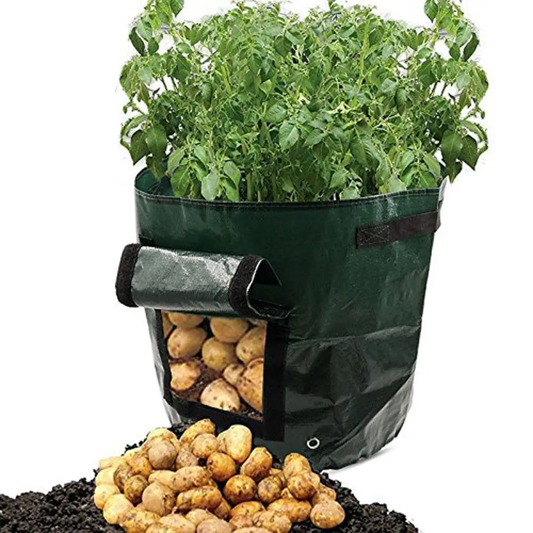 Таро картофелесажалка мешок растение Цветочная трава горшок для выращивания дома, парка, сада и т. д. домашний Таро, картофель и т. Д. Сад