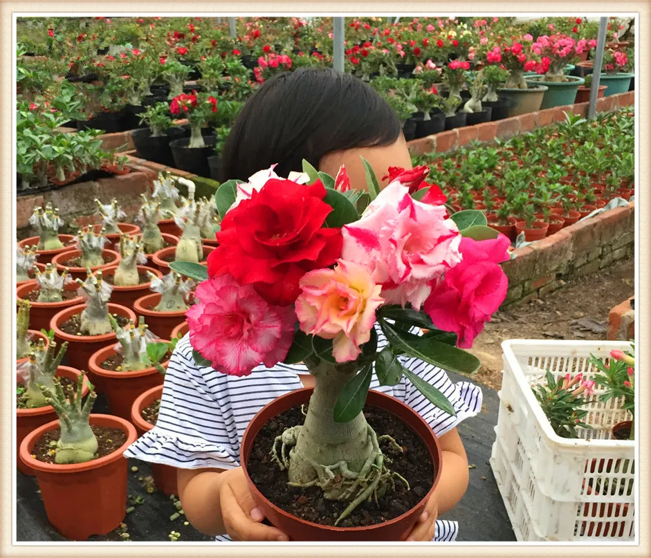 Sale ! new 100pcs Mixed Real Adenium obesum Desert Rose Flower Home Garden Bonsai Succulent Plants For Sample Order