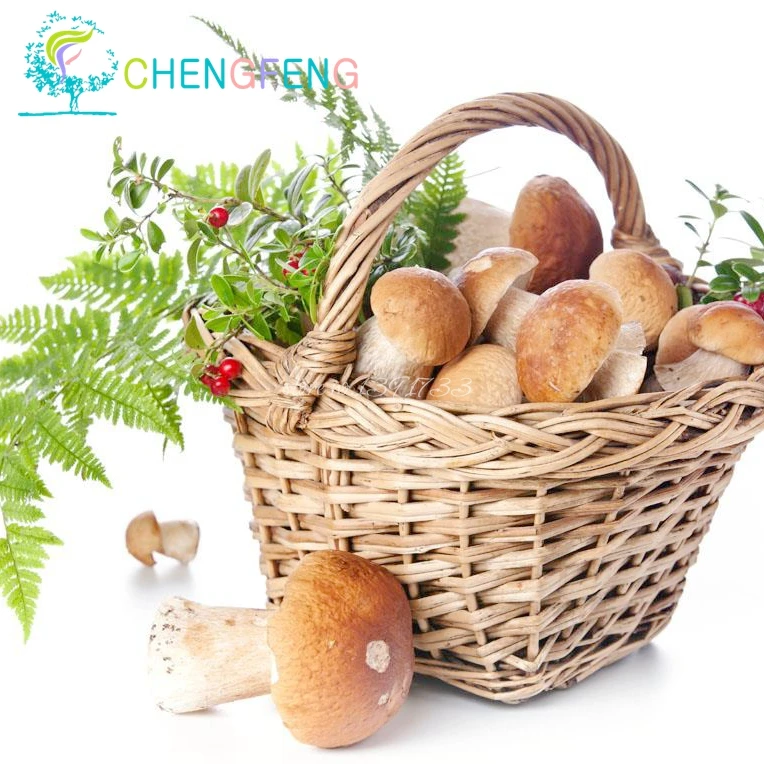 

100pcs/bag Mushroom bonsai Funny Succlent Plant Amazing Edible Health Vegetable For Happy Farm Free Shipping