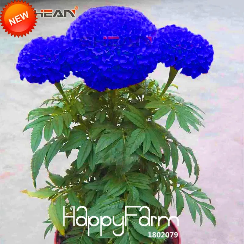 

Sale!Blue Maidenhair Flower plant Potted Herb Garden Marigold Chrysanthemum Bonsai flores 50 Pcs/Bag,#AY21YY