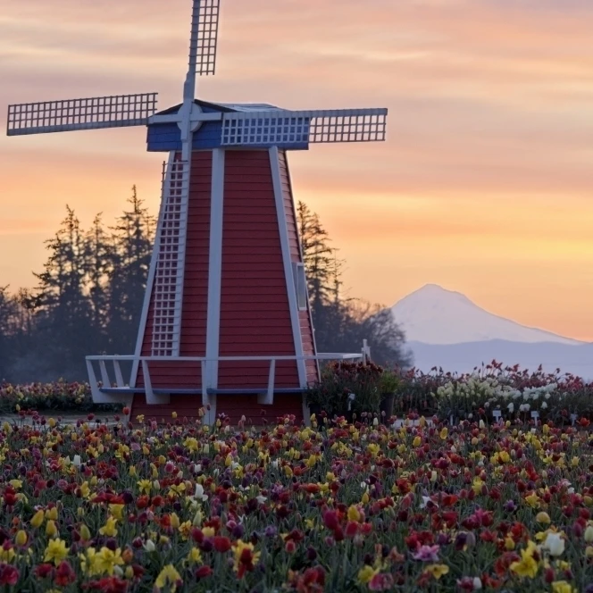 Sunrise Over Wooden Shoe Tulip Farm And Mt. Hood Woodburn Oregon Usa Poster Print (12 x 18) | Дом и сад